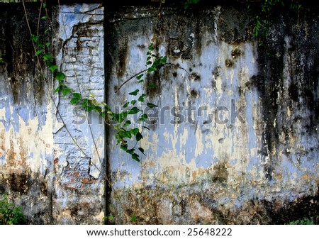 old garden wall