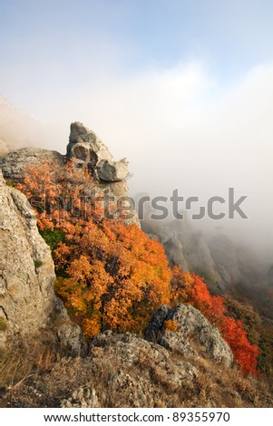 Bright orange bush on mountain slope in Crimea mountains. Fog.