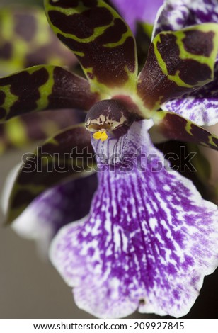 purple and green orchid close-up