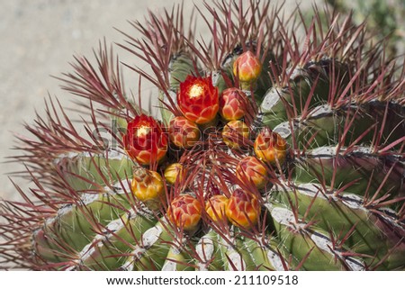 close-up of reddish-orange blooms on green barrel cactus