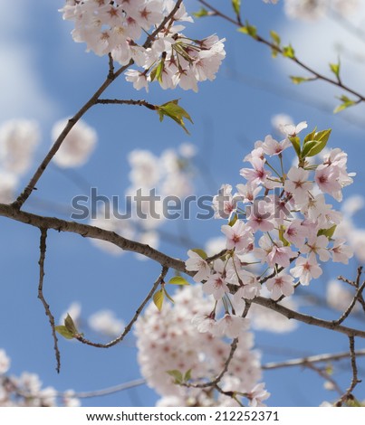 clusters of cherry blossoms against a bright blue sky background, nearest cluster in focus