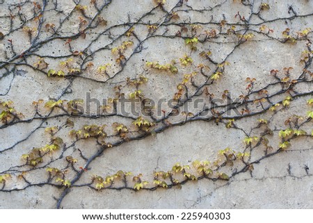 Background of old wall with climbing vines