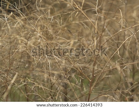 Abstract golden plant background with wiry tangled look
