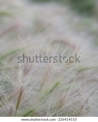 Background soft grass texture with selective focus in foreground