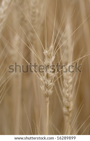 single head of wheat on field background