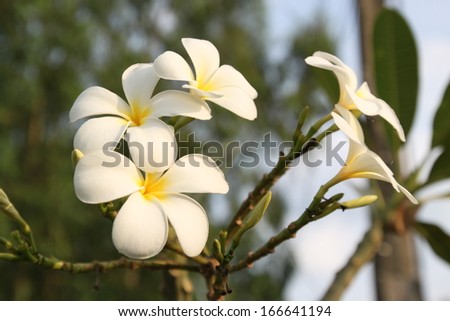 beautiful white frangipani flowers on dark background
