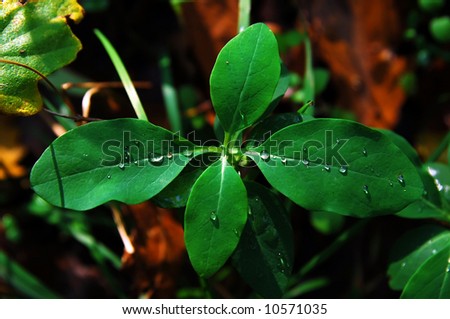 Sunlight on rain drops and plant in forest