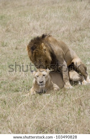 Male Lion and Lioness procreate in the Masai Mara