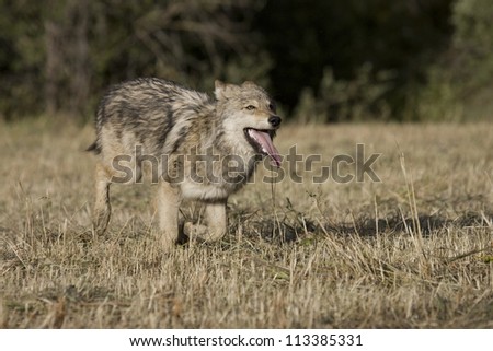 Juvenile Wolf on the run