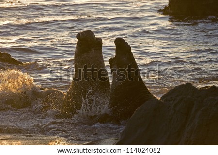 Bull Elephant Seals fight for territory on San Simeon Beach at sunset