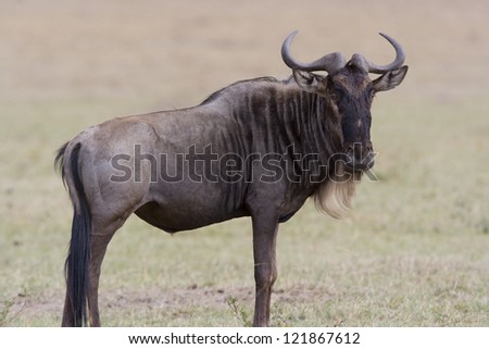 Wildebeest walking across the Mara Plains