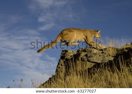 Cougar jumps on to a rocky outcrop