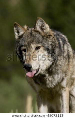 Adult Male Wolf Sitting on the edge of the forest