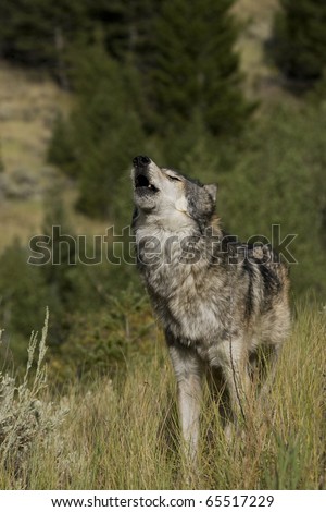 Male Wolf howls to the pack