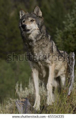 Adult Male Wolf Sitting on the edge of the forest