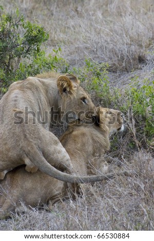 Young Male lion takes advantage of his brother
