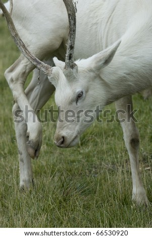 Albino Elk