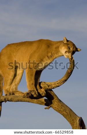 Cougar uses a tree as a good vantage point