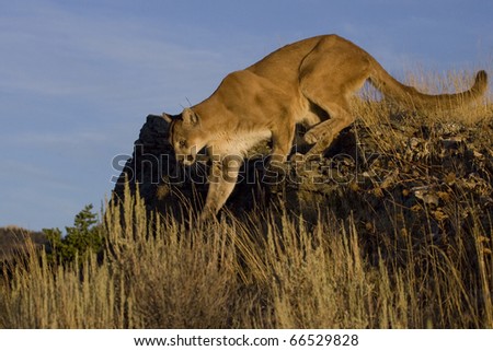 MOUNTAIN LION, COUGAR IN MONTANA