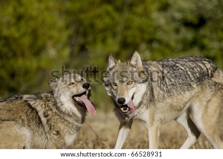 Wolves display bonding rituals