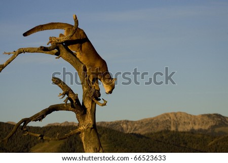 Mountain Lion prepares to jump from a tree