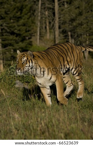 Siberian Tiger runs by the woods
