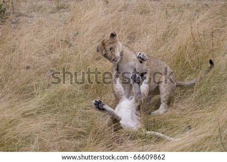 Young Lions play fight in the Masai Mara