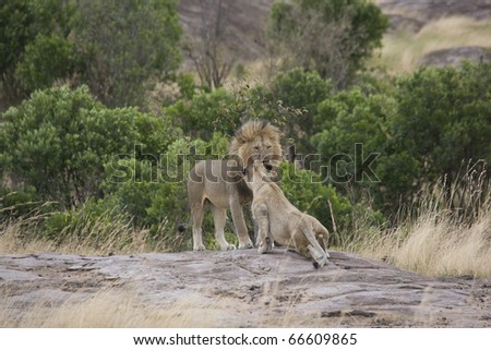 Male Lion returns to the pride in the Masai Mara