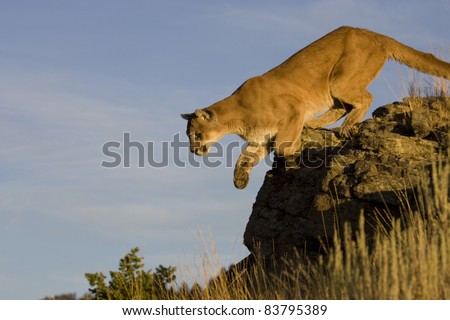 Mountain Lion Jumps from vantage point