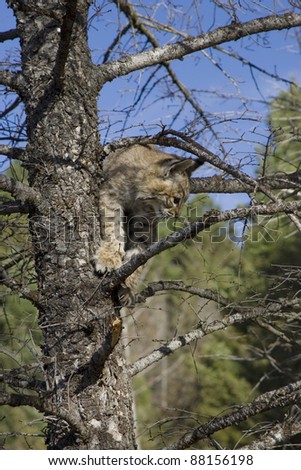 Bobcat kitten gets stuck in a tree and tries to get down