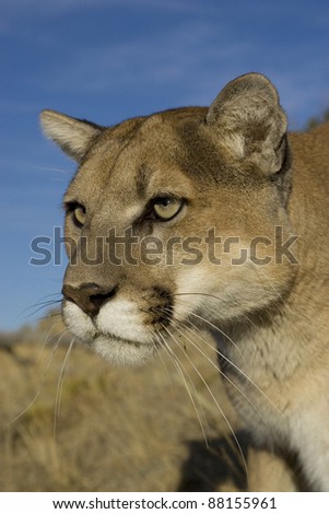 Cougar sits and surveys the area