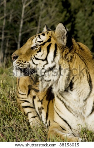 Siberian Tiger lays down by the forest edge