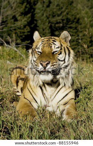 Siberian Tiger lays down by the forest edge