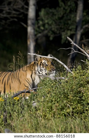 Siberian Tiger appears at the edge of the woods