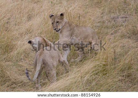 Young Lions play fight in the Masai Mara