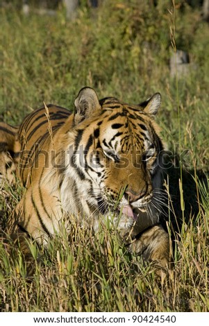 Siberian Tiger lays the edge of the woods