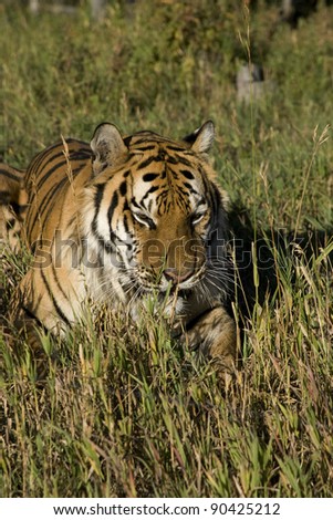 Siberian Tiger laying at the edge of the woods