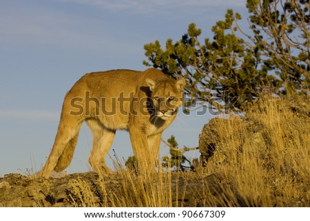 Mountain Lion stands aside a hillside edge