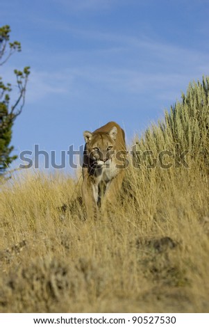 Mountain Lion walks down a hillside