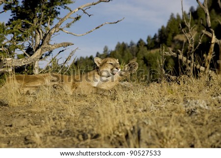 Mountain Lion lays down and grooms on a rocky outcrop