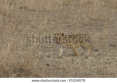 Lion cub walks across the Masai Mara - Kenya
