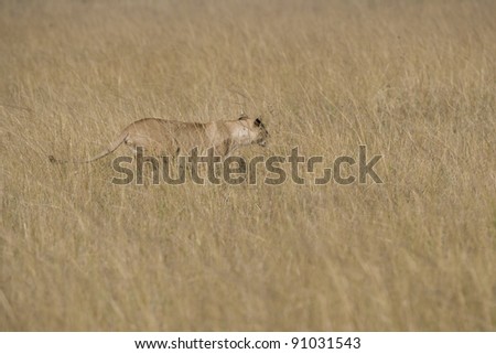 Lioness hunting Wildebeest in the Masai Mara
