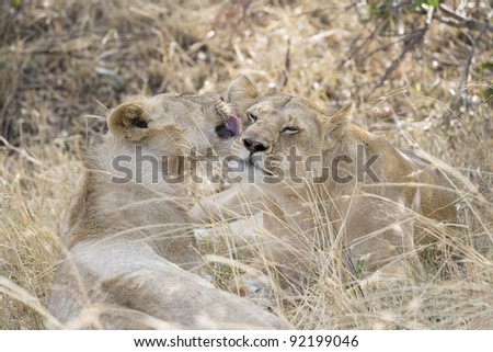 Lioness and cub bond in the Masai Mara