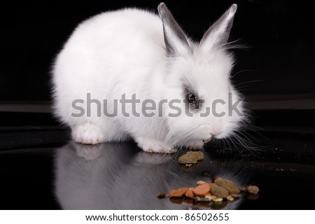 A white rabbit eating baby food for rabbits