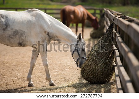 Two horses in the paddock and bent over eating dry grass
