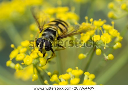 Hover Fly on Bronze Fennel
