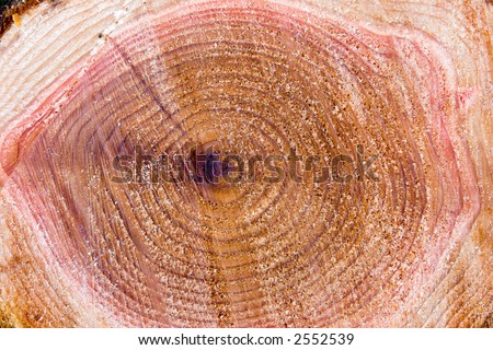 Freshly cut tree stump as a background. From a cedar tree (genus cedrus).