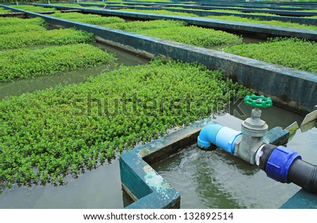 Natural waste water treatment plant