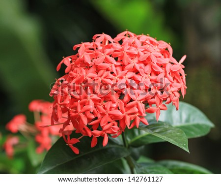Close up of Jungle geranium (Ixora coccinea)