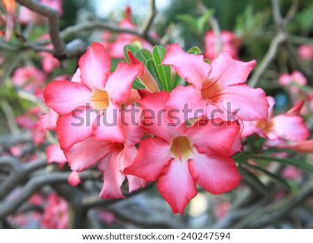 Pink Adenium or Desert rose flower